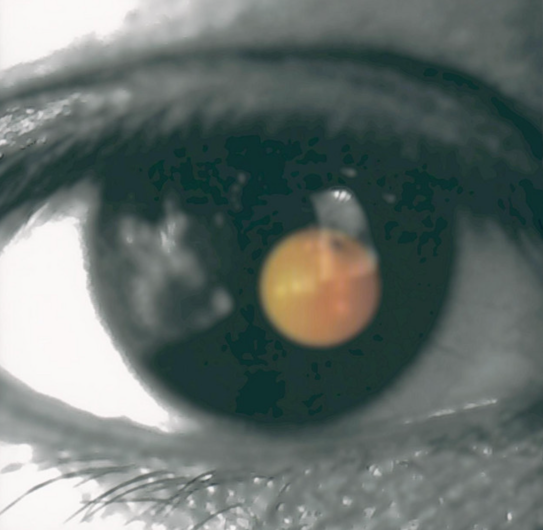 黑色柳丁 黑色柳丁